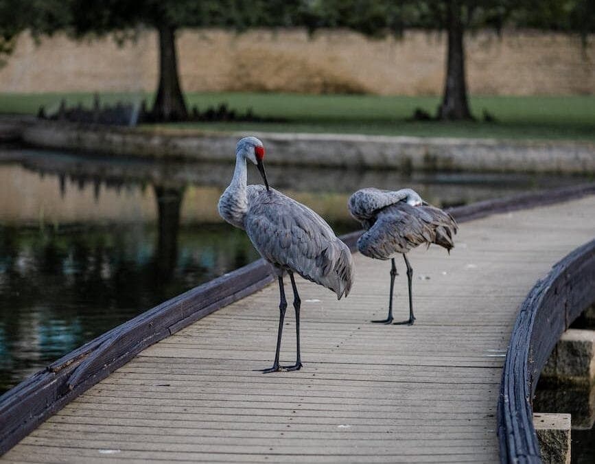 Investing in Land O' Lakes Real Estate